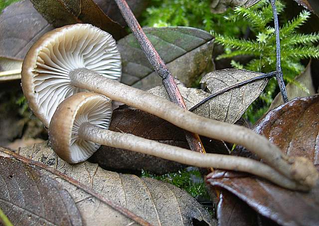 Funghi nella nebbia